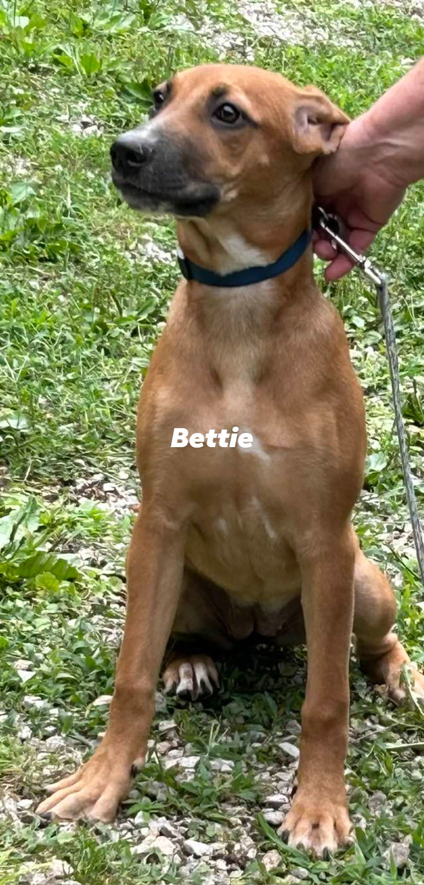 Bettie, an adoptable Hound, Shepherd in Frenchburg, KY, 40316 | Photo Image 1