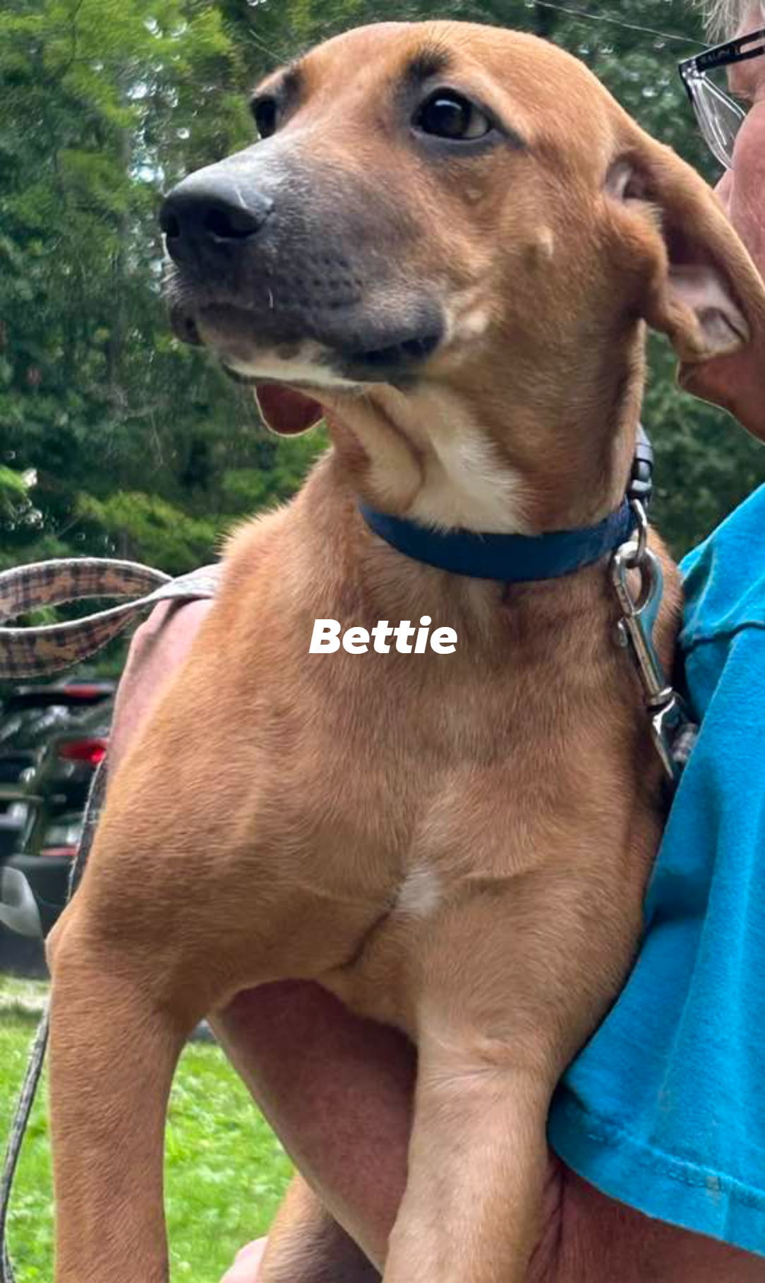 Bettie, an adoptable Hound, Shepherd in Frenchburg, KY, 40316 | Photo Image 2