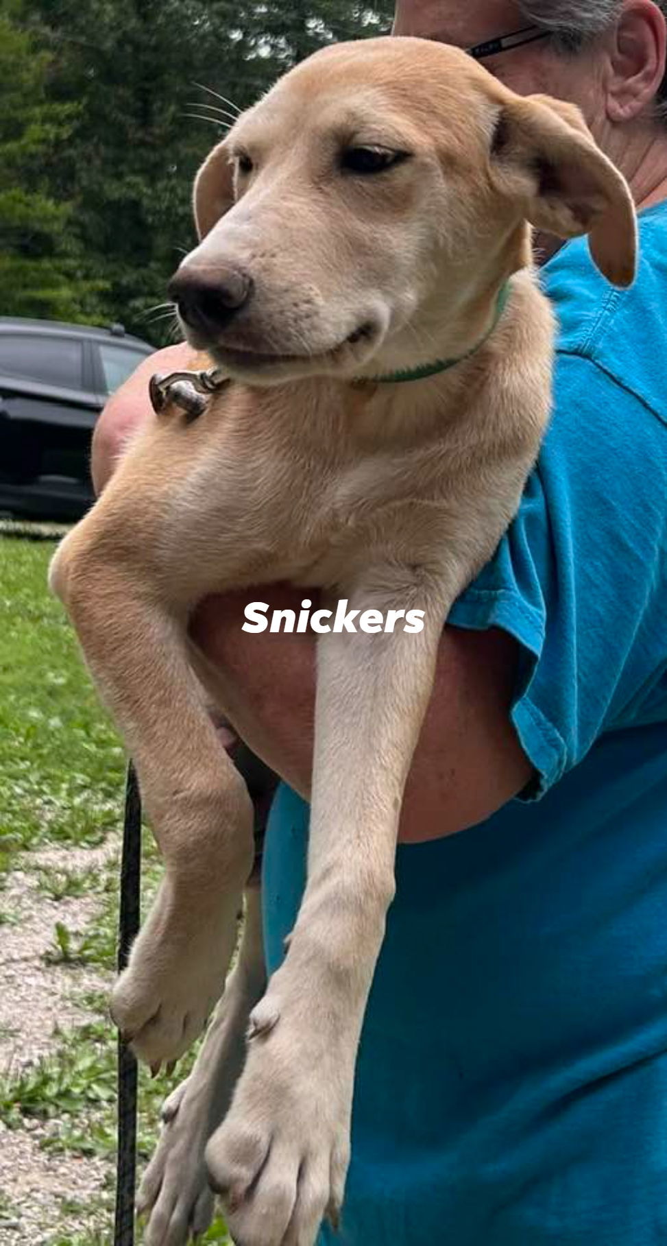 Snickers, an adoptable Hound, Shepherd in Frenchburg, KY, 40316 | Photo Image 1