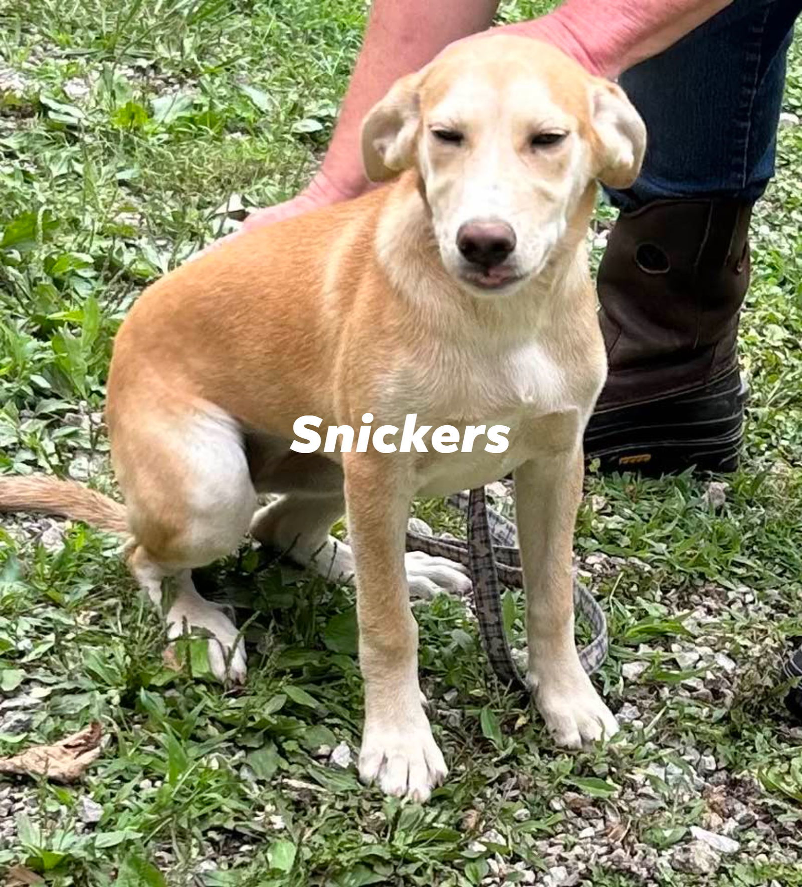 Snickers, an adoptable Hound, Shepherd in Frenchburg, KY, 40316 | Photo Image 2