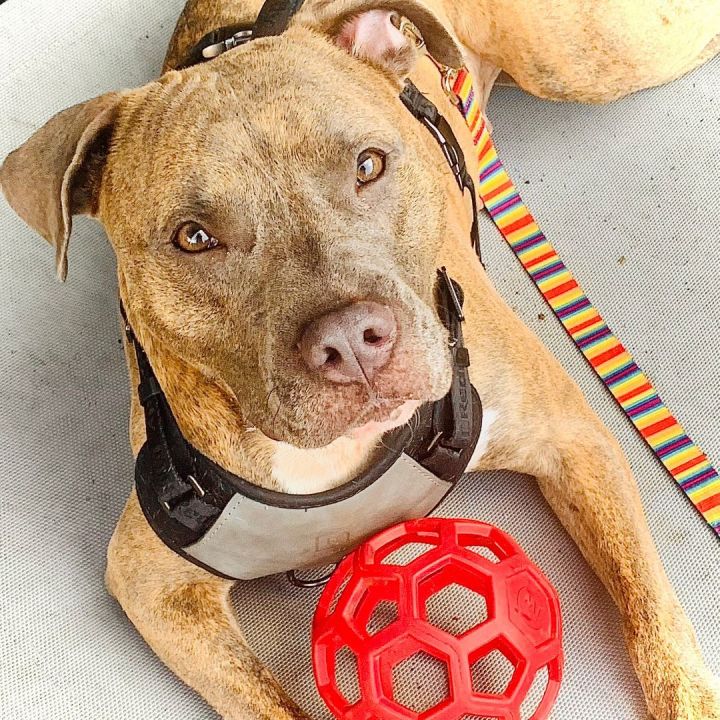 Dog for adoption - Gucci, a Mixed Breed in Oceanside, NY