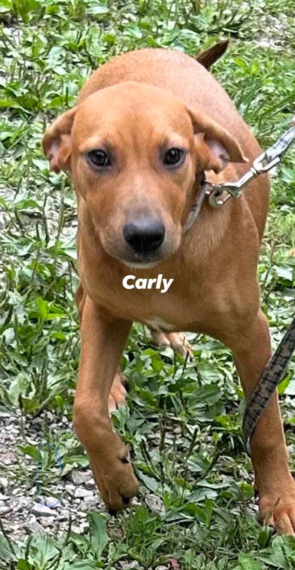 Carly, an adoptable Hound, Shepherd in Frenchburg, KY, 40316 | Photo Image 1