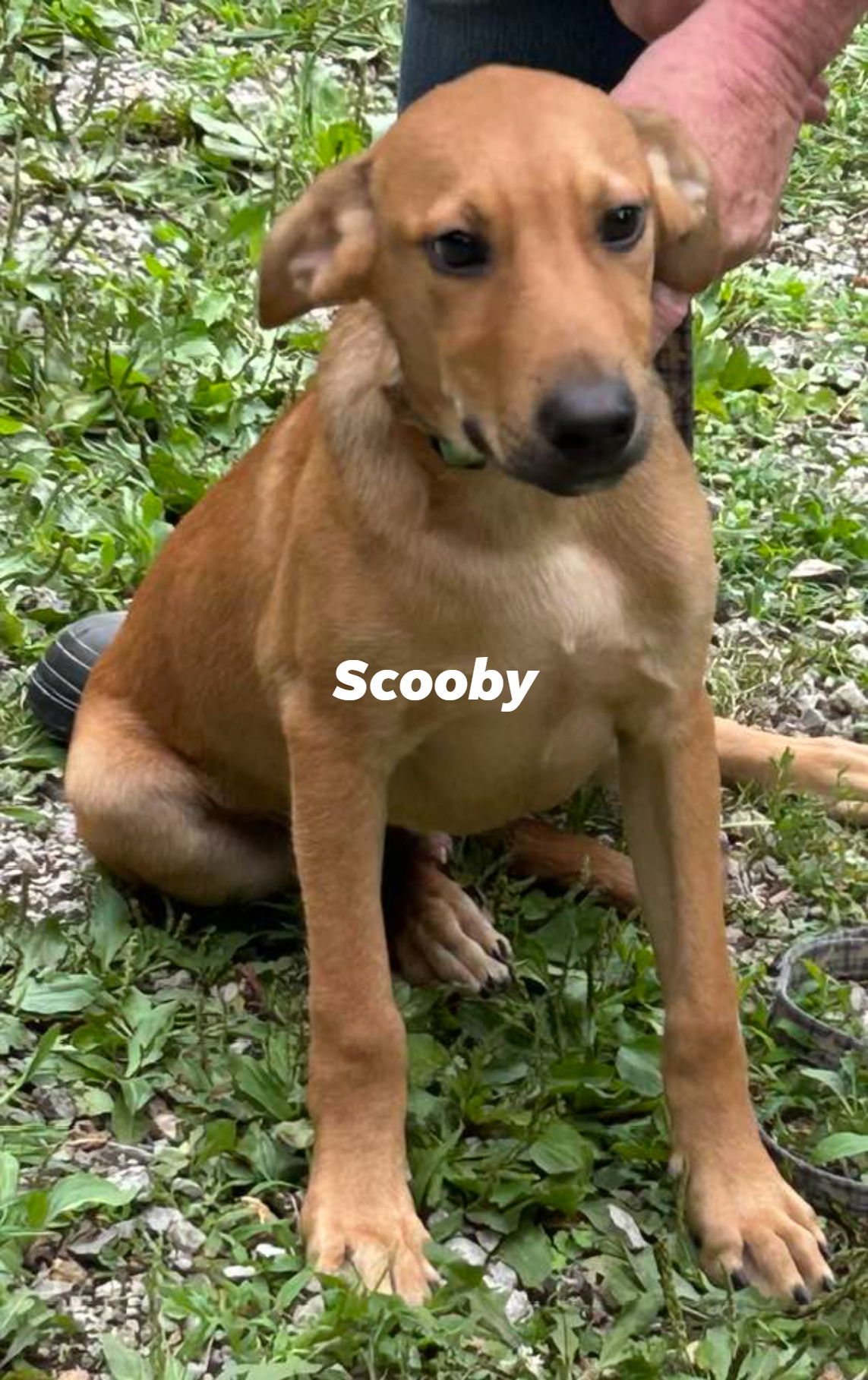 Scooby, an adoptable Hound, Shepherd in Frenchburg, KY, 40316 | Photo Image 1