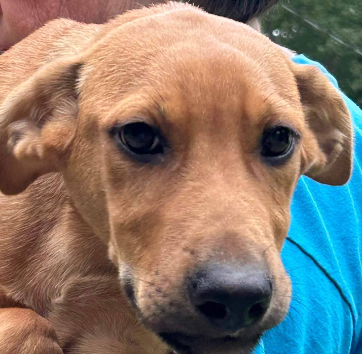 Scooby, an adoptable Hound, Shepherd in Frenchburg, KY, 40316 | Photo Image 2