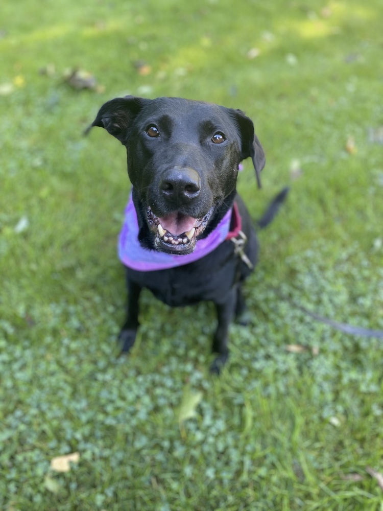 Mickey Sue, an adoptable Labrador Retriever in Boston, MA, 02113 | Photo Image 1