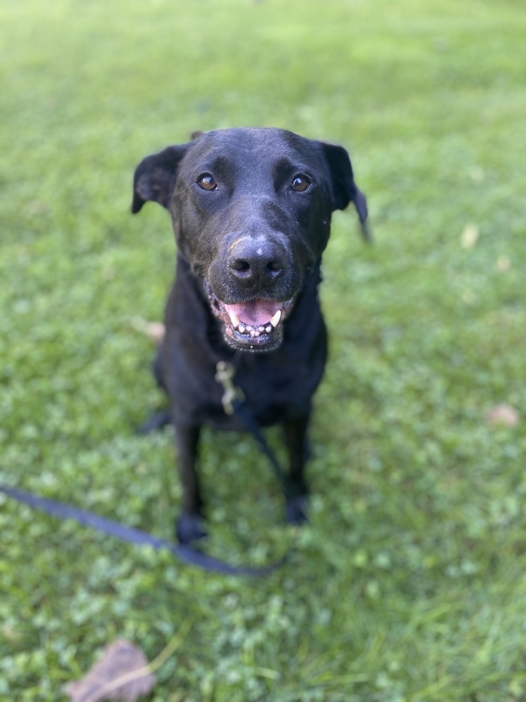 Mickey Sue, an adoptable Labrador Retriever in Boston, MA, 02113 | Photo Image 2