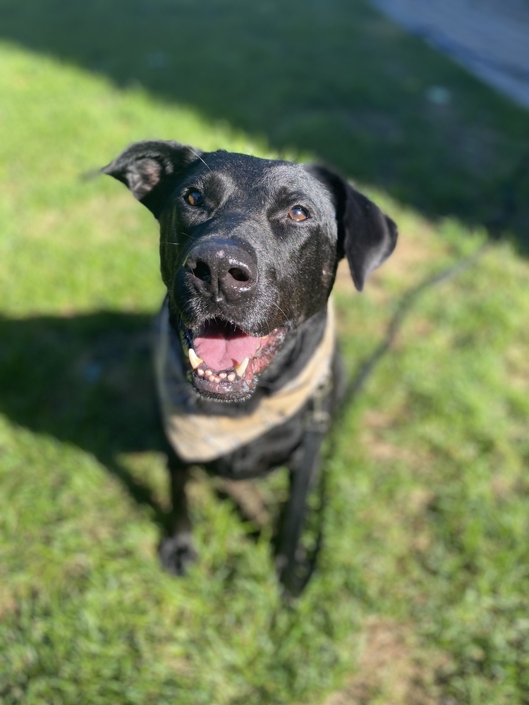 Mickey Sue, an adoptable Labrador Retriever in Boston, MA, 02113 | Photo Image 3