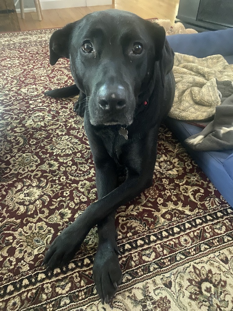 Mickey Sue, an adoptable Labrador Retriever in Boston, MA, 02113 | Photo Image 4