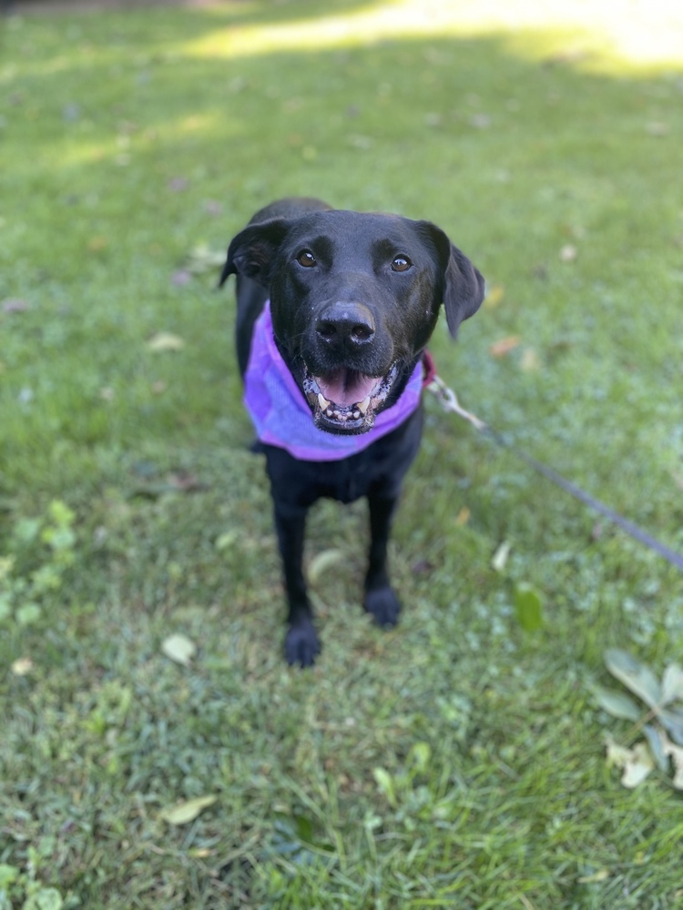 Mickey Sue, an adoptable Labrador Retriever in Boston, MA, 02113 | Photo Image 5