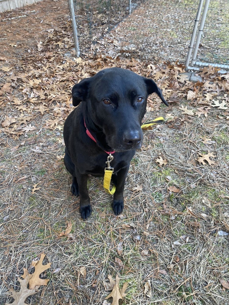 Mickey Sue, an adoptable Labrador Retriever in Boston, MA, 02113 | Photo Image 6