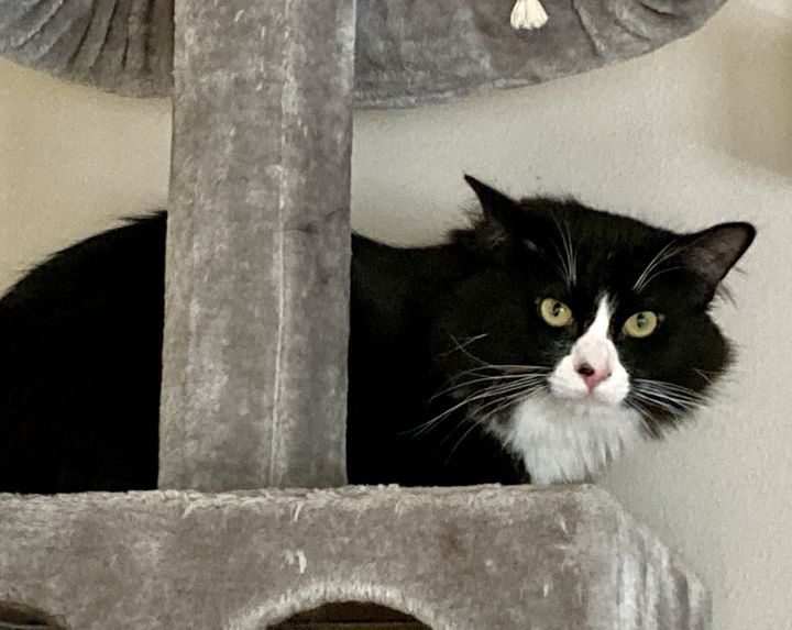 Tux Tux 2