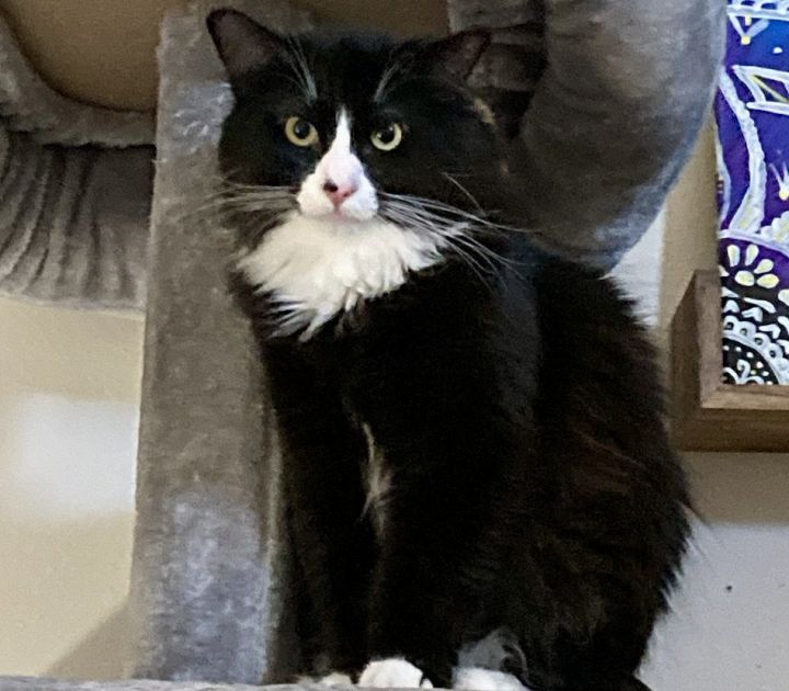 Tux Tux, an adoptable Domestic Long Hair Mix in Springfield, OR_image-3