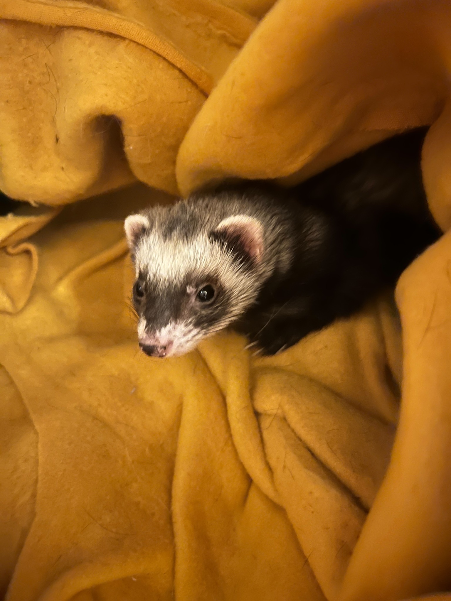 Ferret for adoption a Ferret in Acworth, GA Petfinder