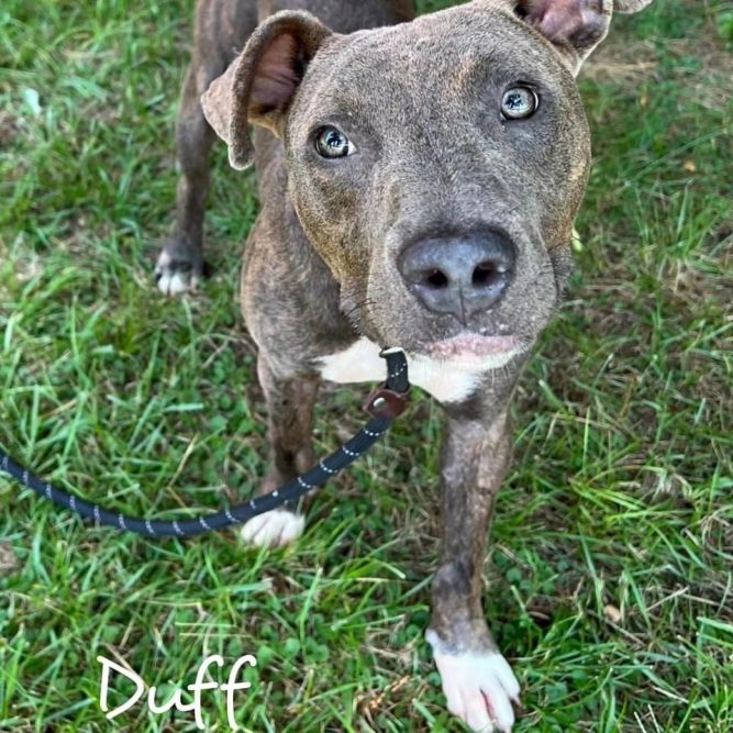 Duff