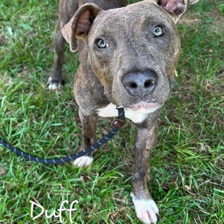 Duff 1