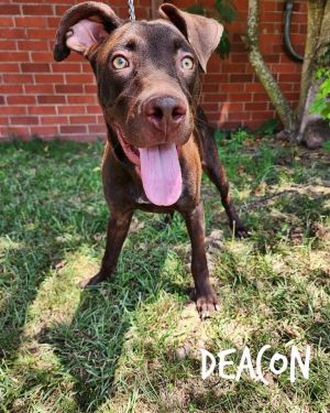 Deacon