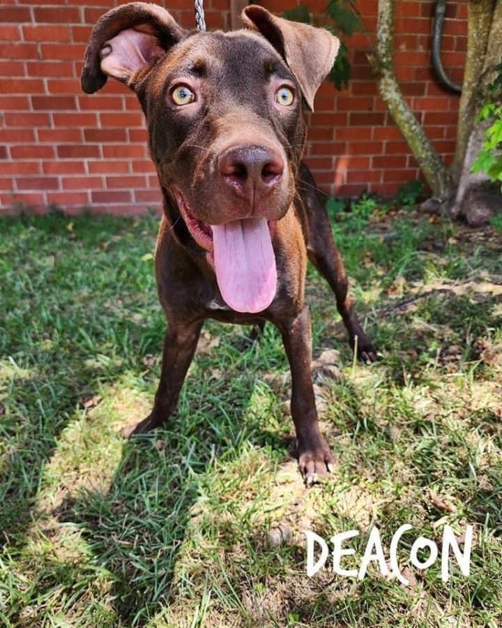 Deacon, an adopted Pit Bull Terrier Mix in Ridgefield , NJ_image-1