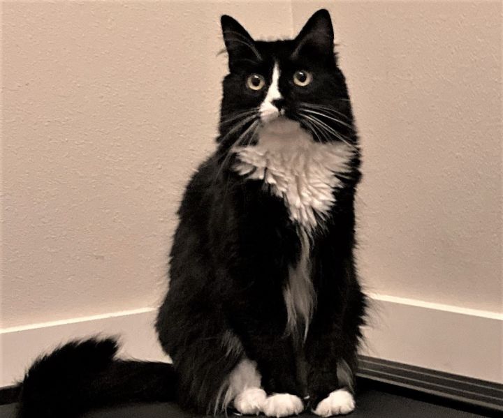Harvey Dent, an adoptable Domestic Long Hair & Tuxedo Mix in Springfield, OR_image-3