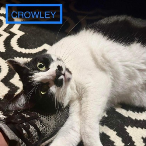 Crowley, an adoptable Domestic Short Hair in Spring Hill, KS, 66083 | Photo Image 1