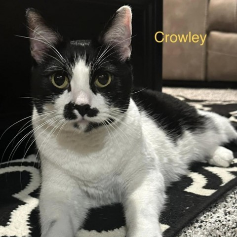 Crowley, an adoptable Domestic Short Hair in Spring Hill, KS, 66083 | Photo Image 2