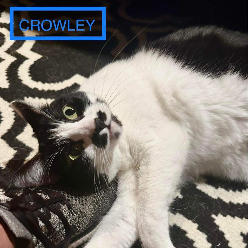 Crowley, an adoptable Domestic Short Hair in Spring Hill, KS, 66083 | Photo Image 2