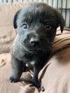 Oliver