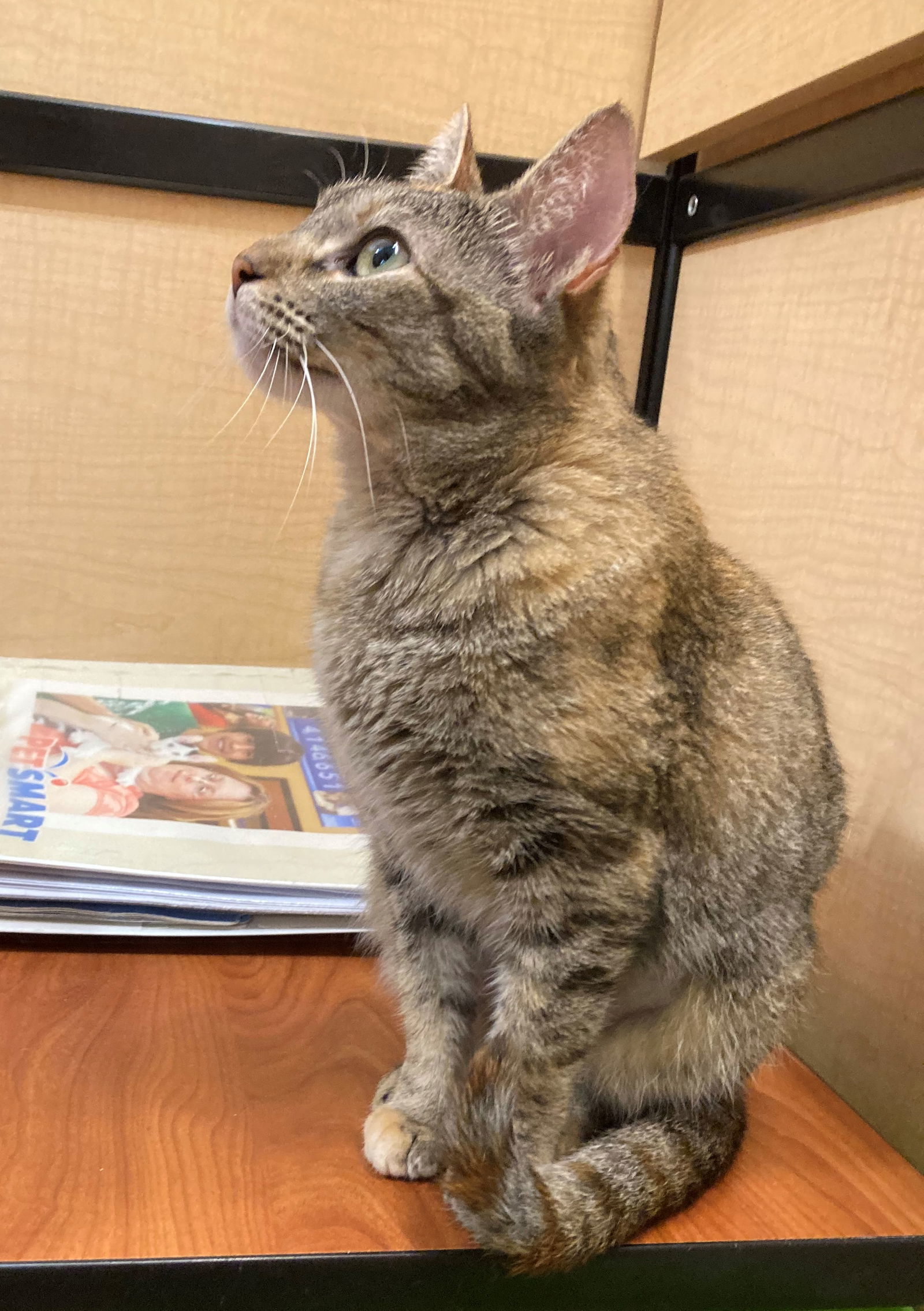 Clover, an adoptable Domestic Short Hair in Texarkana, TX, 75503 | Photo Image 1