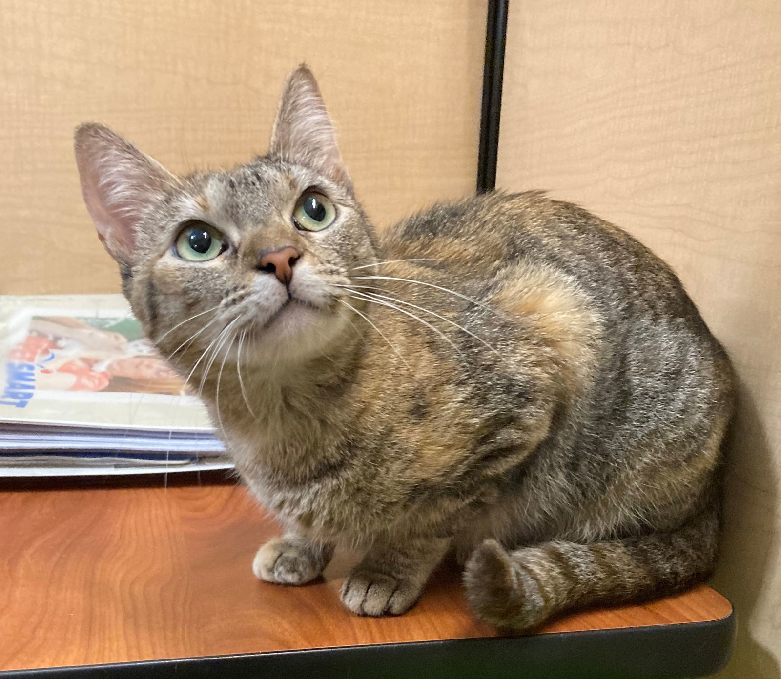 Clover, an adoptable Domestic Short Hair in Texarkana, TX, 75503 | Photo Image 2