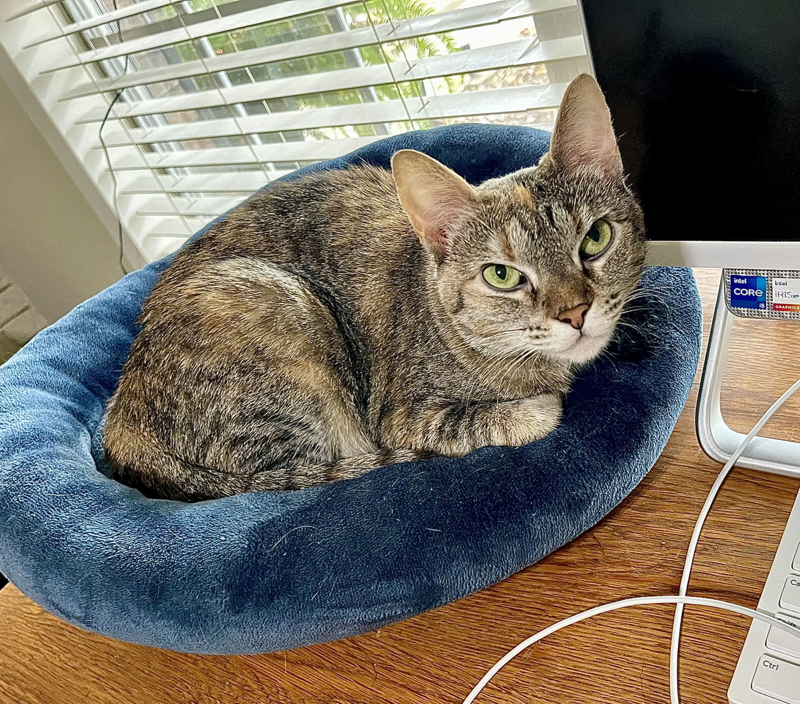 Clover, an adoptable Domestic Short Hair in Texarkana, TX, 75503 | Photo Image 2