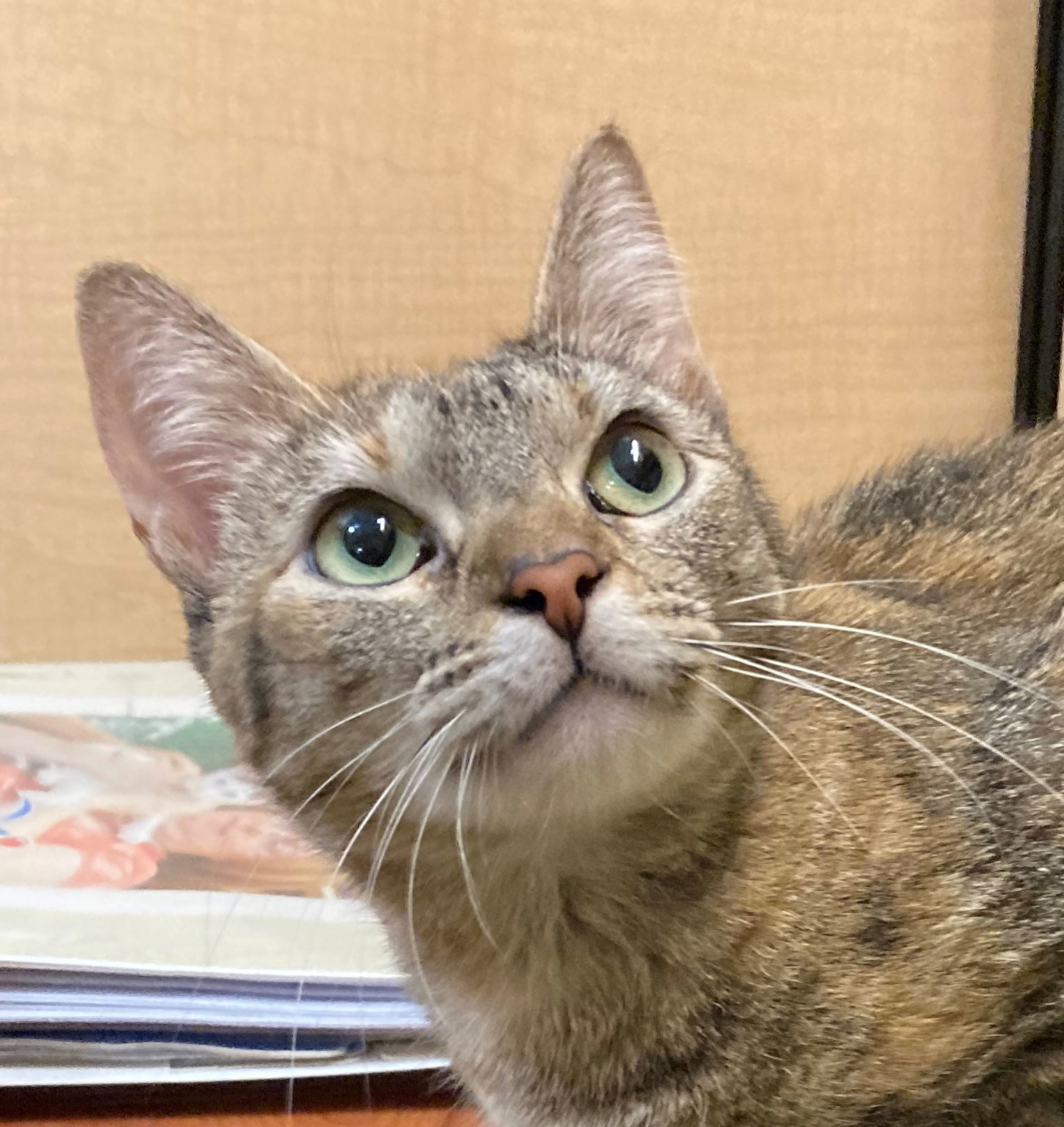 Clover, an adoptable Domestic Short Hair in Texarkana, TX, 75503 | Photo Image 3