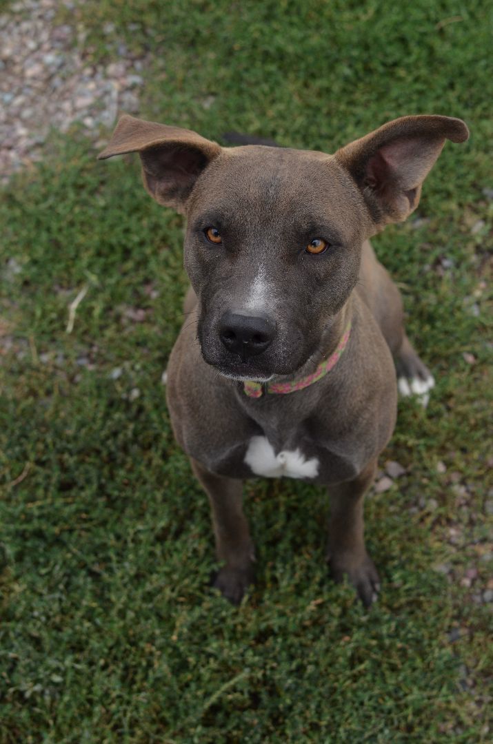 Nylah, an adoptable Pit Bull Terrier in Polson, MT, 59860 | Photo Image 1