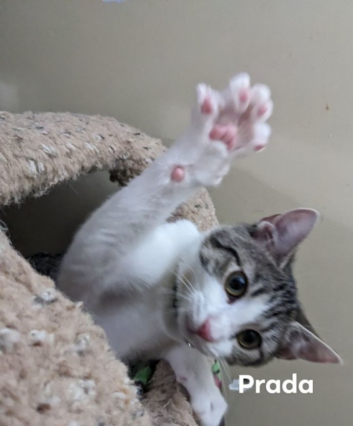 Prada, an adoptable Domestic Short Hair in Cincinnati, OH_image-1