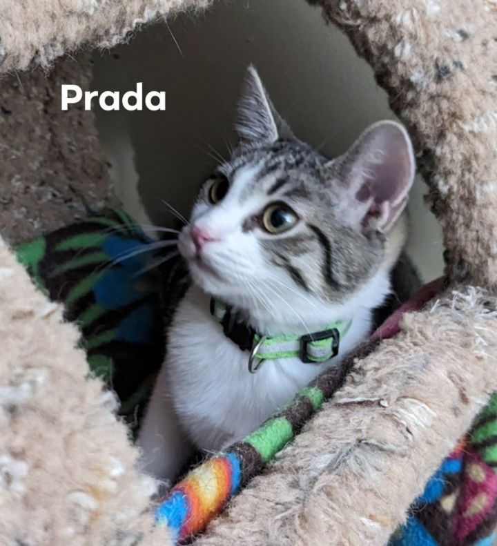 Prada, an adoptable Domestic Short Hair in Cincinnati, OH_image-4