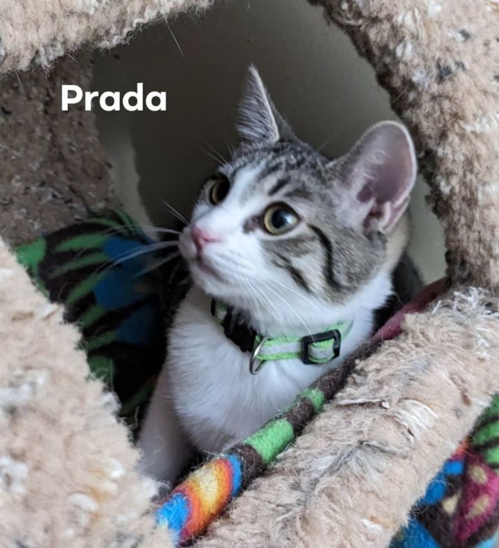 Prada cat collar best sale