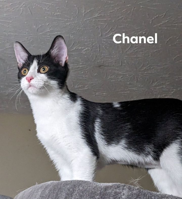 Chanel, an adoptable Domestic Short Hair in Cincinnati, OH_image-2