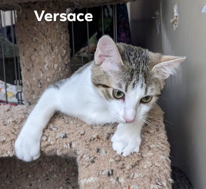 Versace, an adoptable Domestic Short Hair in Cincinnati, OH_image-2