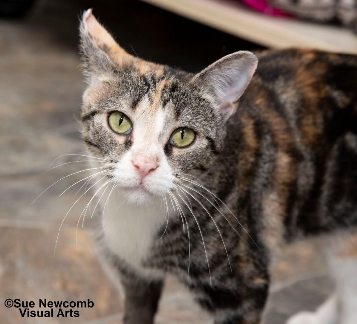 Sesame, an adoptable Domestic Short Hair in Shorewood, IL_image-2