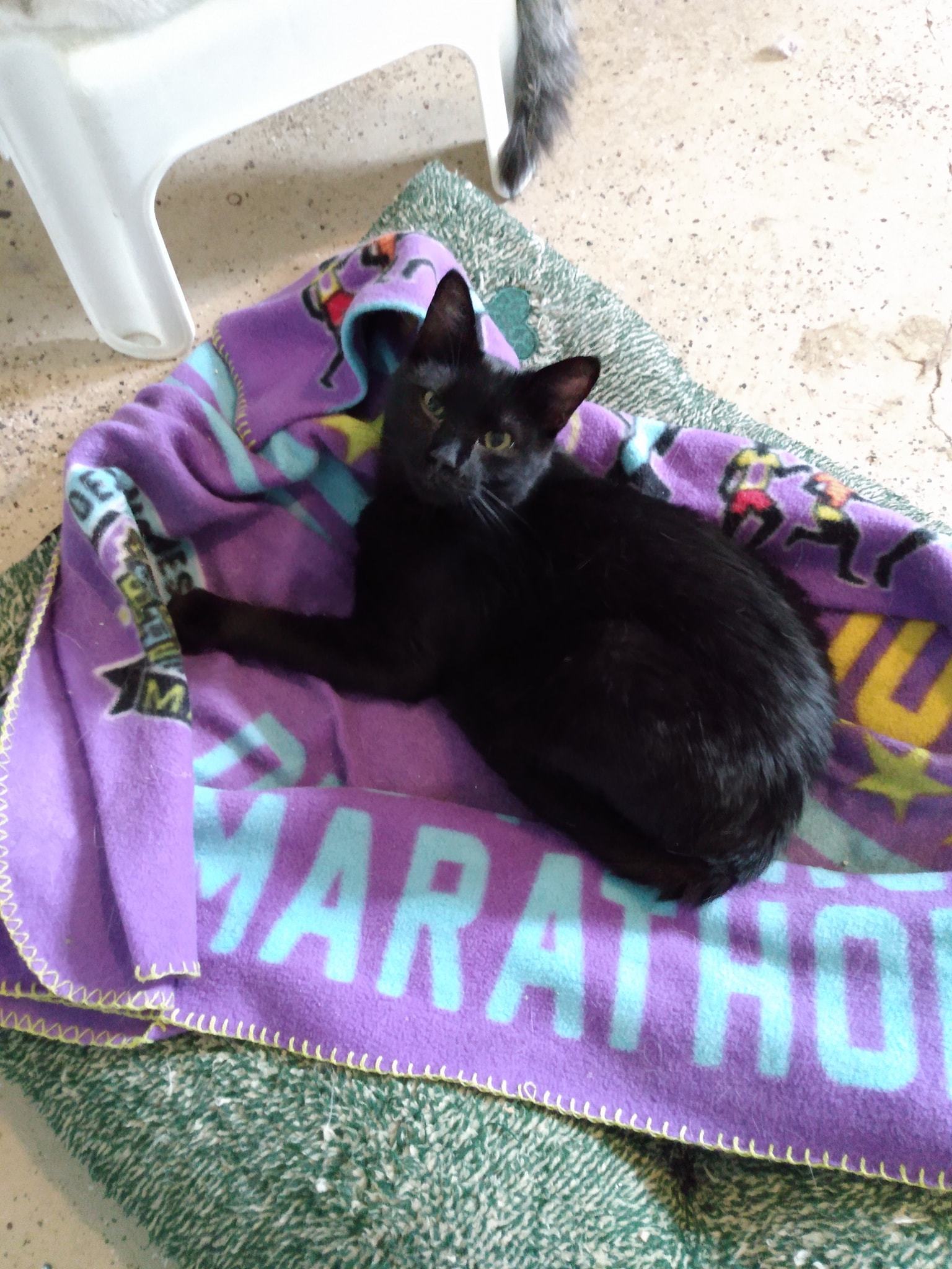 Denzel, an adoptable Domestic Short Hair in Springfield, IL, 62701 | Photo Image 1