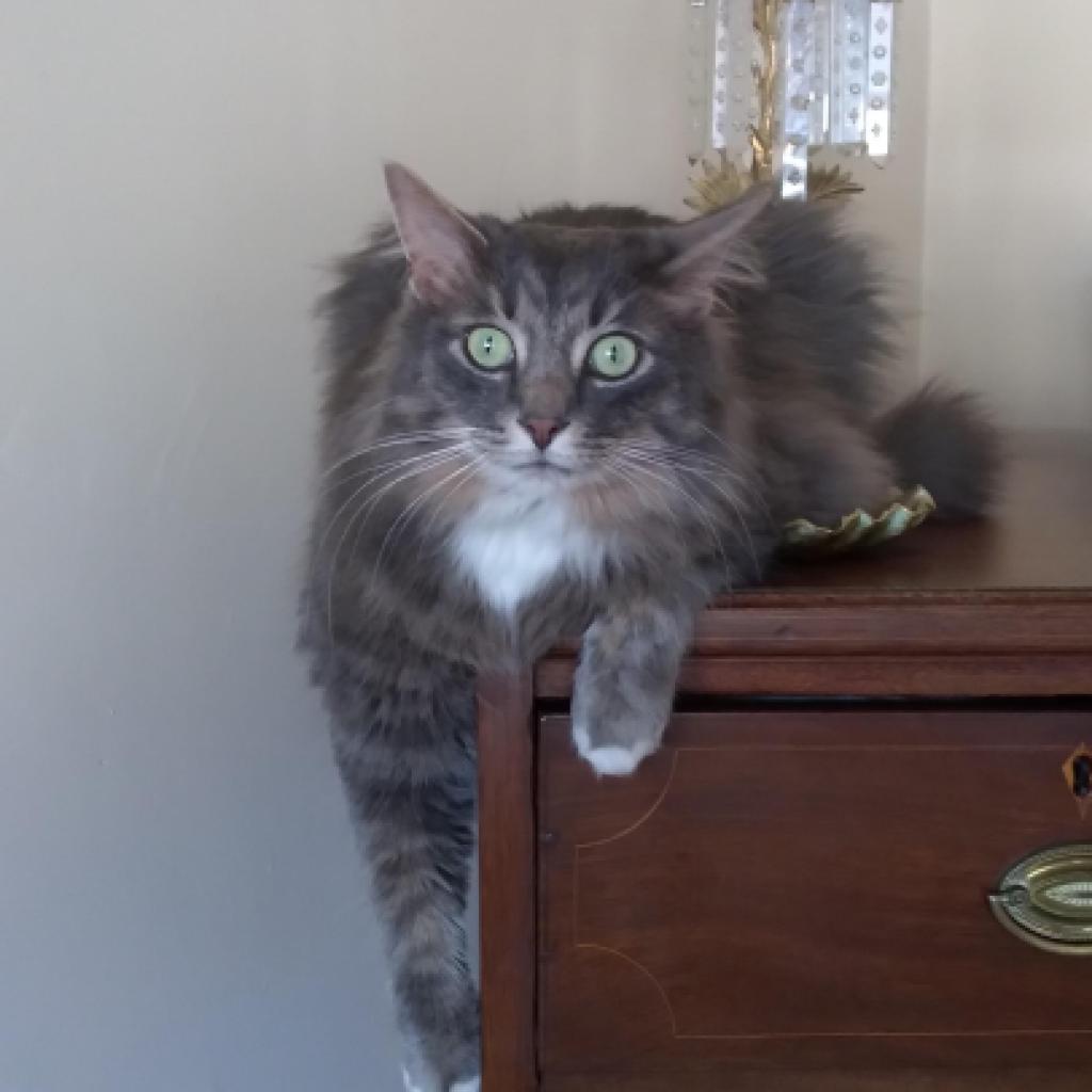 Ellie Mae - MISSING, an adoptable Domestic Long Hair in Lynchburg, VA, 24502 | Photo Image 1