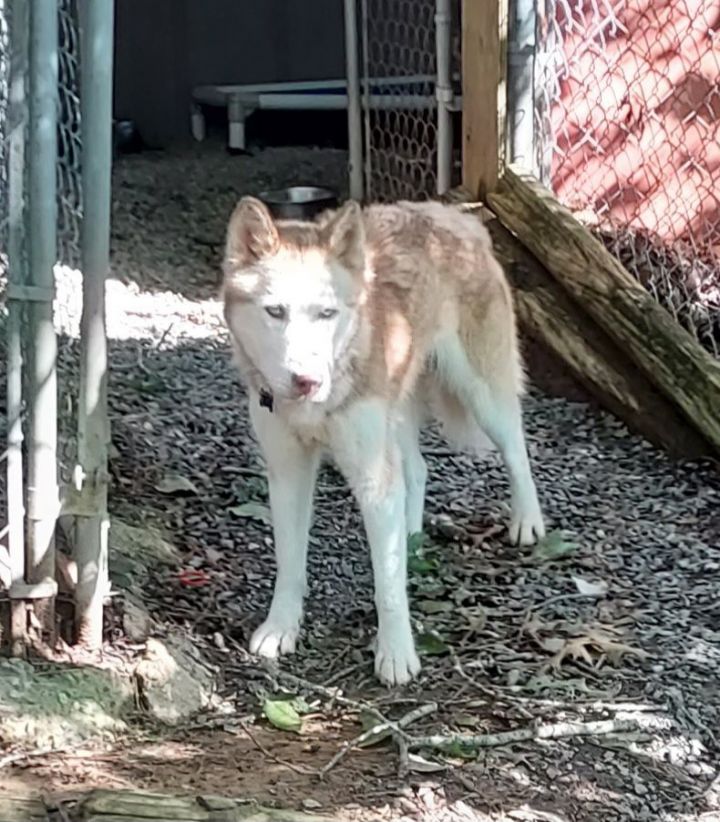 Dog for adoption Nymeria aka honey dew, a Siberian Husky in Ellijay
