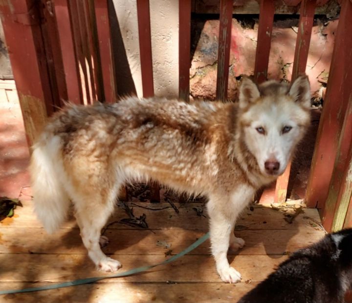 Dog for adoption Nymeria aka honey dew, a Siberian Husky in Ellijay
