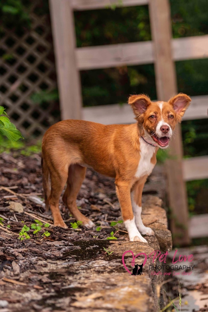 Dog for adoption Cass an Australian Shepherd Mix in Covington