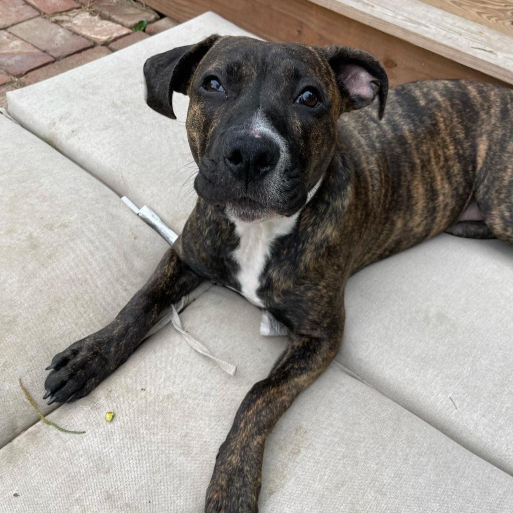 Penney, an adoptable Boxer, Plott Hound in St. Peters, MO, 63376 | Photo Image 1