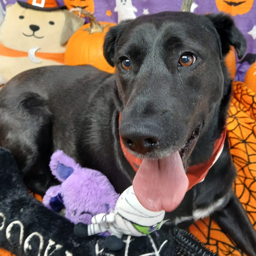 Medinah (mom), an adoptable Labrador Retriever in St. Peters, MO, 63376 | Photo Image 1