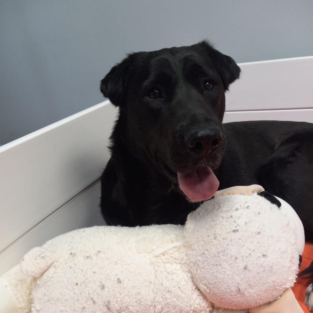 Medinah (mom), an adoptable Labrador Retriever in St. Peters, MO, 63376 | Photo Image 2