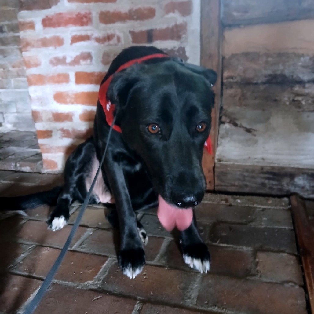 Medinah (mom), an adoptable Labrador Retriever in St. Peters, MO, 63376 | Photo Image 3