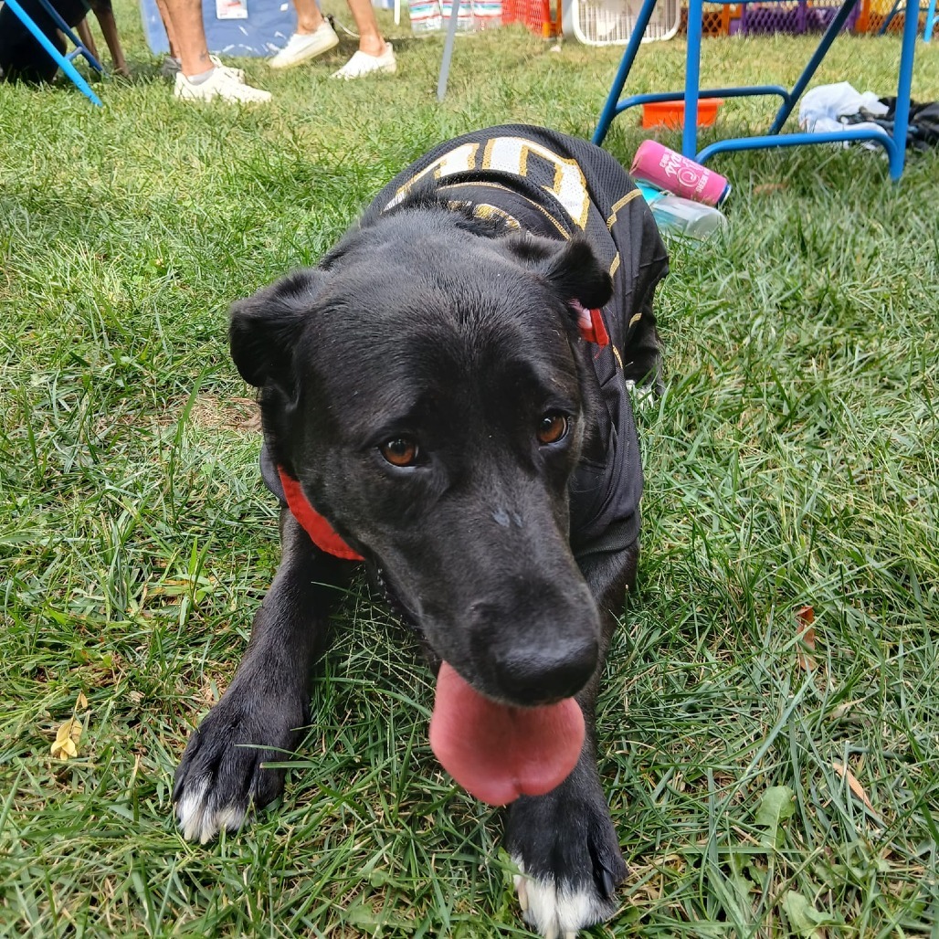 Medinah (mom), an adoptable Labrador Retriever in St. Peters, MO, 63376 | Photo Image 4