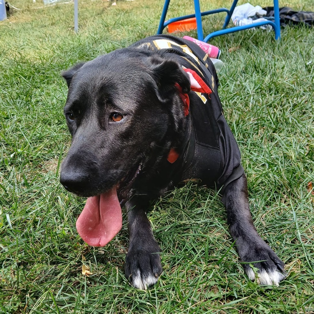 Medinah (mom), an adoptable Labrador Retriever in St. Peters, MO, 63376 | Photo Image 5