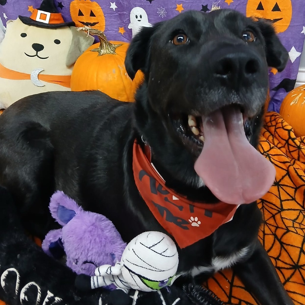 Medinah (mom), an adoptable Labrador Retriever in St. Peters, MO, 63376 | Photo Image 6