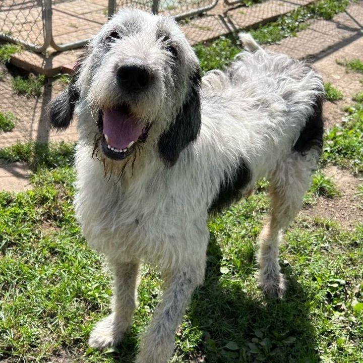 Old english hot sale sheepdog petfinder